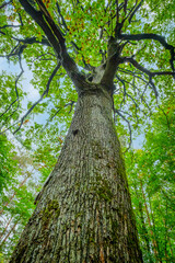 Old oak tree trunk with moss and branches