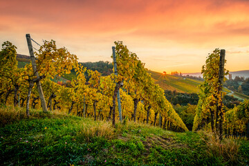 Vineyard with orange sky and sun autumn landscape