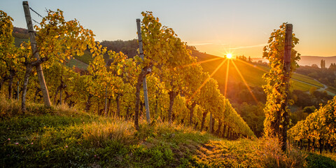 Sunrise sunbeams in vineyard landscape autumn