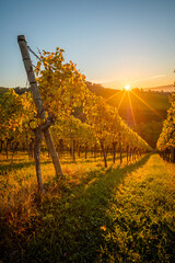 Yellow autumn colour in vineyard landscape with sunbeaams