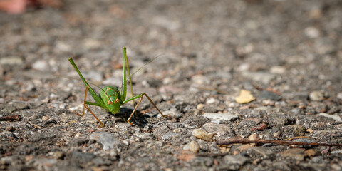 Green grashopper