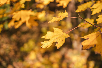Yellow maple leaf branch in autumn fall forest banner