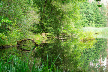Fototapeta premium Vacation on the forest river. Summer forest landscape, Belarus