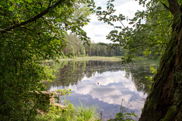 beautiful forest river in the Belarus, scenic summer landscape