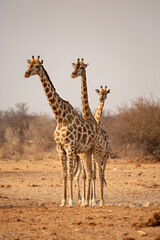 Obraz na płótnie Canvas Three giraffes in Etosha National Park. Namibia
