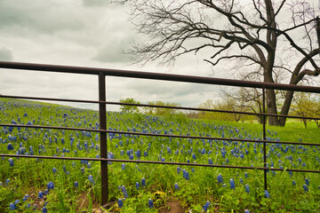 Fototapeta premium Bluebonnet trail, Ennis, Texas.