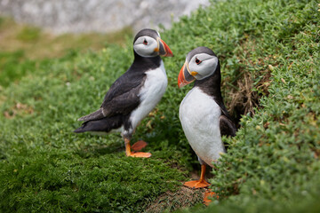 puffin birds on the Saltee Islands in Ireland, near their nest