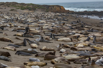Die See-Elefanten von San Simeon an der Pacific Highway No 1