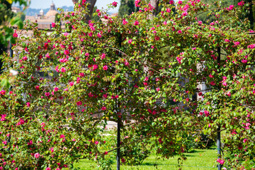 Fototapeta na wymiar Beautiful roses blooming in a garden in spring