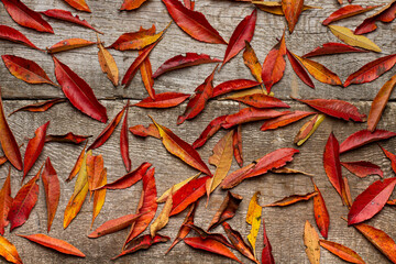 Bright autumn red rowan leaves on a rustic wooden background, top view.