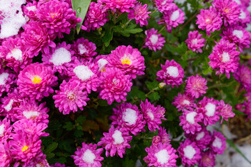Obraz premium pink flowers chrysanthemum in the garden
