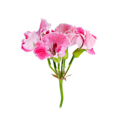 Branch with bright pink flowers close-up isolated on white.