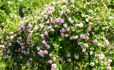 Obraz na płótnie Canvas Beautiful roses blooming in a garden in spring