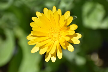 calendula