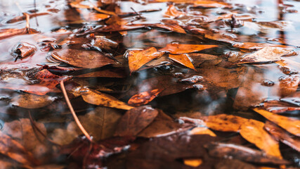 autumn leaves on the water