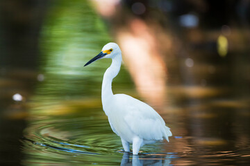 great white heron