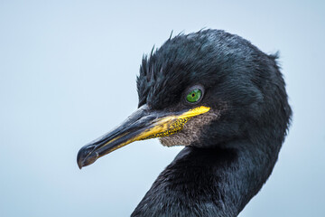 Portrait eines Kormoran (Phalacrocorax carbo)