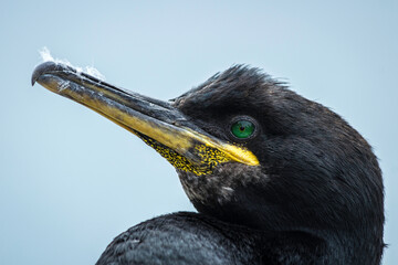 Portrait eines Kormoran (Phalacrocorax carbo)