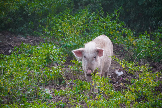 a white pig in forest HD image