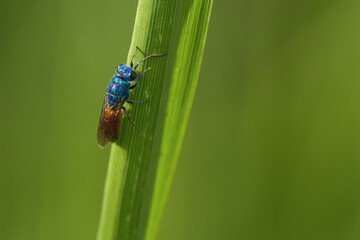 Gemeine Goldwespe (Cgrysis ignita)