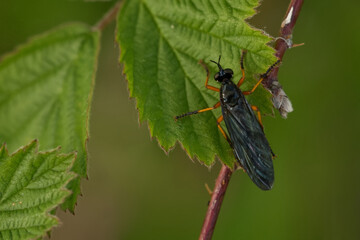 Große Habichtsfliege (Dioctria oelandica)