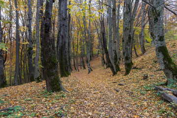 Morning in the autumn forest, trees without foliage, against the background of a yellow carpet of autumn leaf fall, close-up.