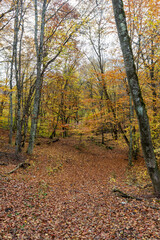 Morning in the autumn forest, trees without foliage, against the background of a yellow carpet of autumn leaf fall, close-up.