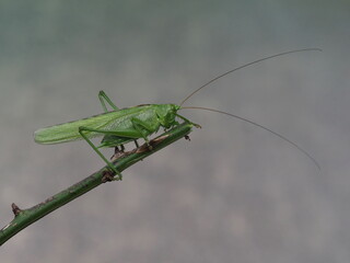 Heupferdchen