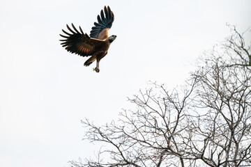 The black-collared hawk (Busarellus nigricollis)