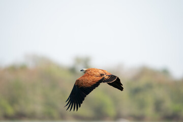The black-collared hawk (Busarellus nigricollis)