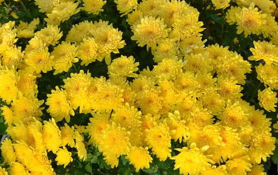 Chrysanth&egrave;me jaune