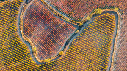aerial view of la rioja vineyards, Spain