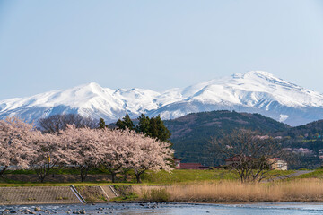 桜と鳥海山