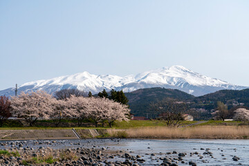 桜と鳥海山