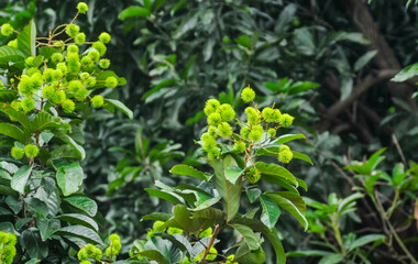 young rambutan fruits and green leaves