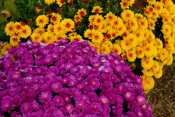 colorful flowers  chrysanthemum in the garden