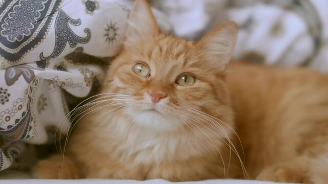 Cute ginger cat is lying in bed. Fluffy pet comfortably relaxes on patterned bed linen.