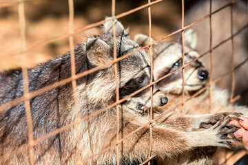 The raccoon in the cage looks sad and plaintively asks for food.