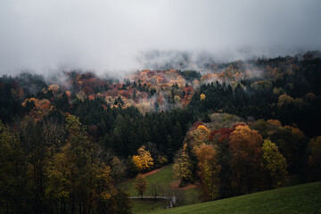 Fototapeta na wymiar Herbstwald mit Nebel am Abend