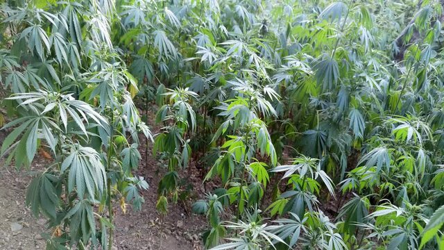 Marijuana plant at outdoor cannabis farm field, Hemp Field.
