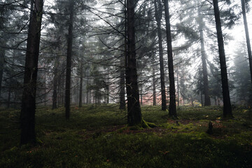 Fototapeta na wymiar Herbstwald mit Nebel am Abend