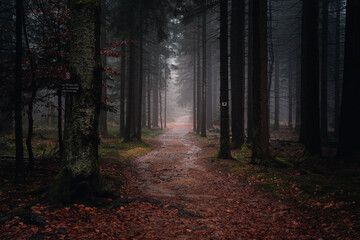 Herbstwald mit Nebel am Abend