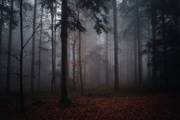 Herbstwald mit Nebel am Abend