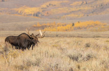 Bull Shiras Moose in Wyoming in Autumn
