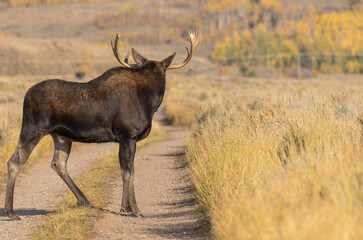 Bull Shiras Moose in Wyoming in Autumn