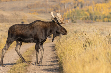 Bull Shiras Moose in Wyoming in Autumn