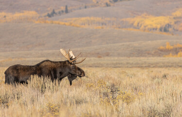 Bull Shiras Moose in Wyoming in Autumn