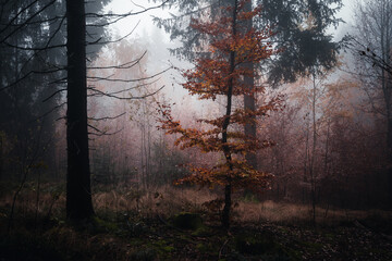 Herbstwald mit Nebel am Abend