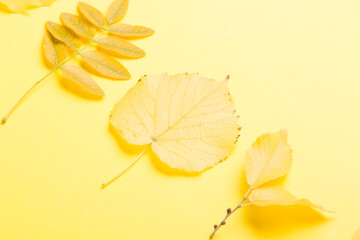Autumn composition on a bright yellow background. Yellow leaves. Autumn.