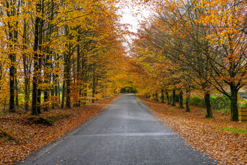 Fototapeta na wymiar road in autumn